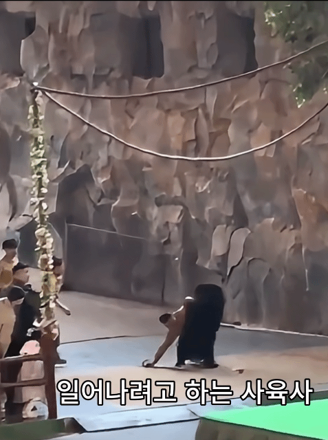 중국-항저우-동물원-흑곰-공연중-곰의-공격-5-이미지