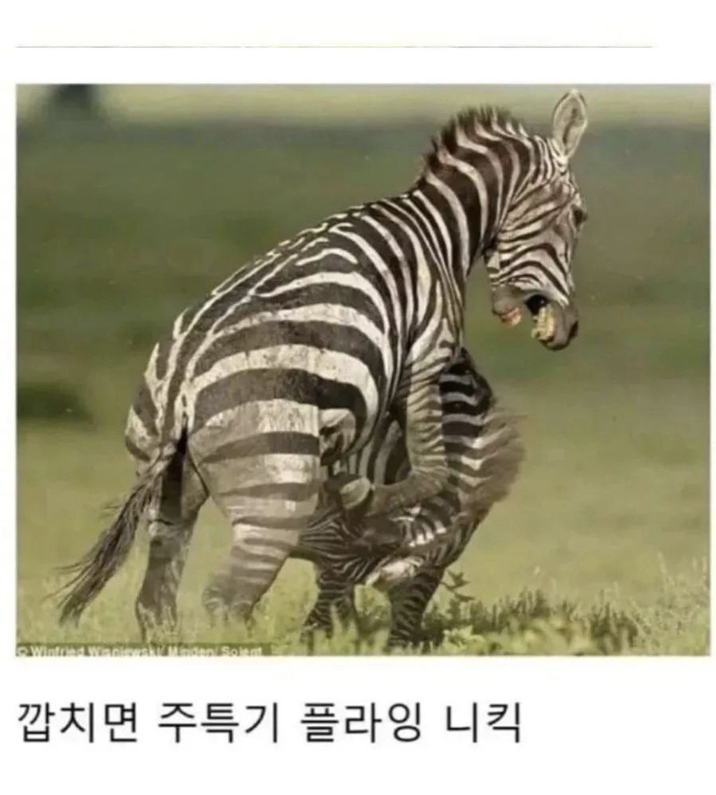 얼룩말-사육이-불가능한-이유-3-이미지