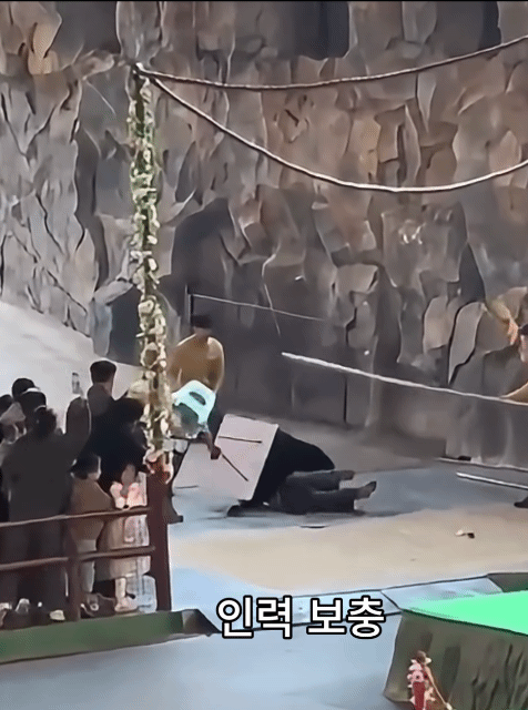 중국-항저우-동물원-흑곰-공연중-곰의-공격-6-이미지