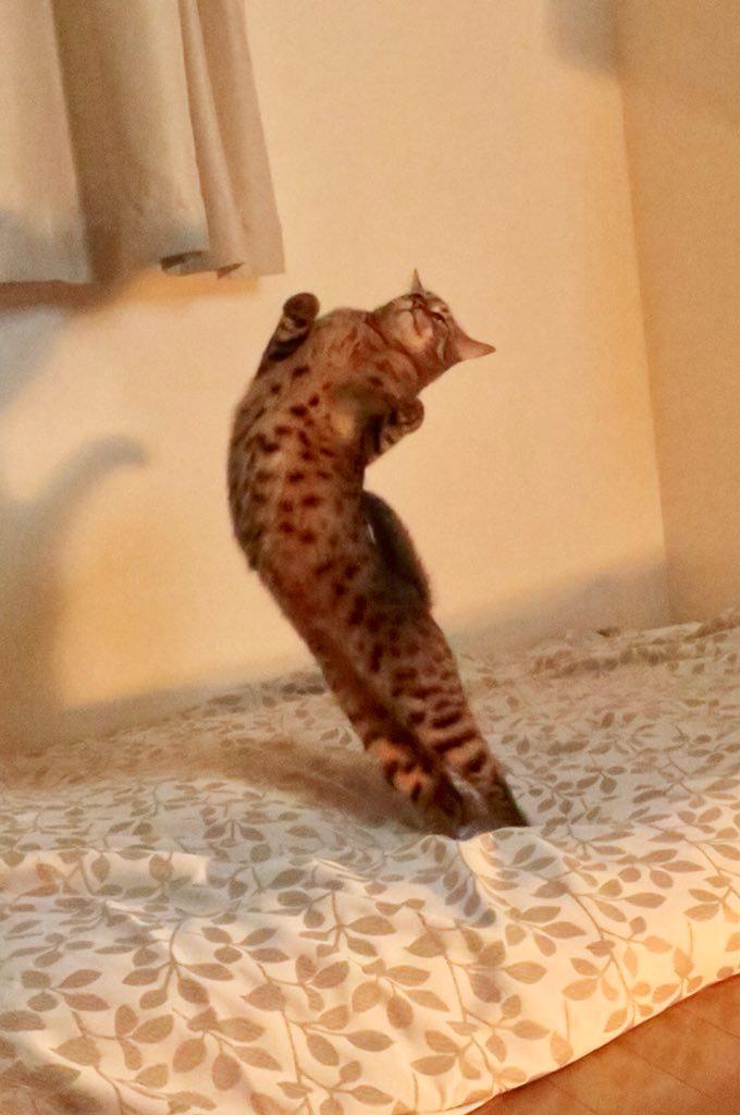 발레하는-고양이.jpg-9-이미지