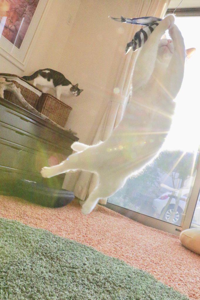 발레하는-고양이.jpg-11-이미지