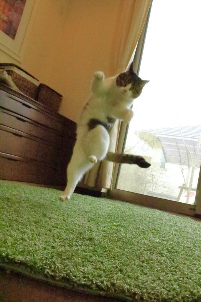 발레하는-고양이.jpg-10-이미지