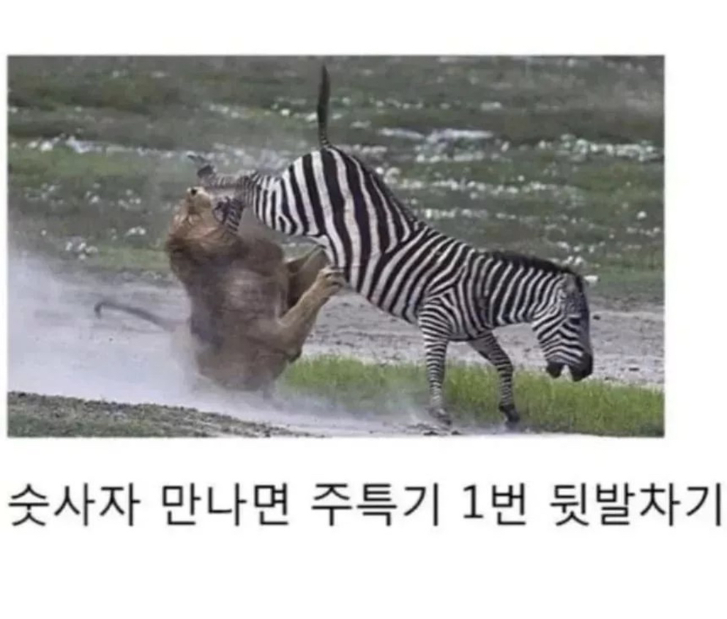 얼룩말-사육이-불가능한-이유-2-이미지