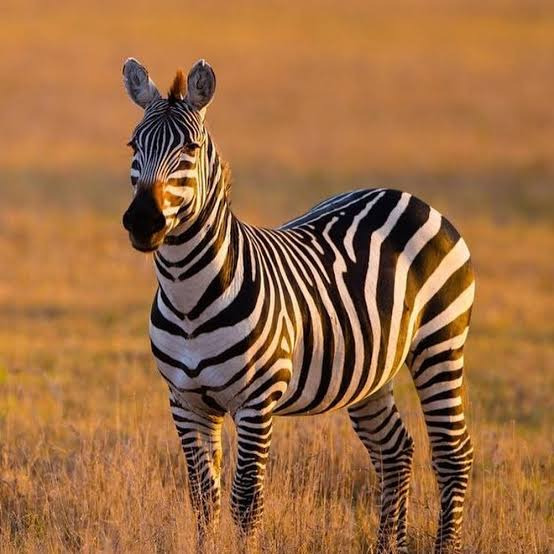 얼룩말-사육이-불가능한-이유-4-이미지