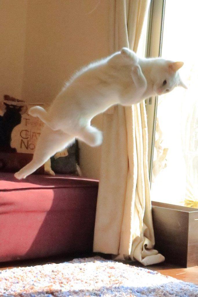 발레하는-고양이.jpg-2-이미지