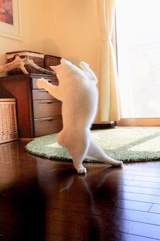 발레하는-고양이.jpg-0-이미지