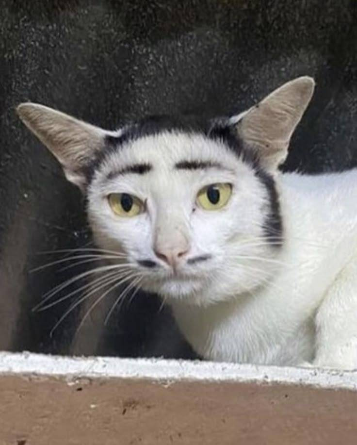 왜-여우상-여자가-인기많은지-알거같음-2-이미지