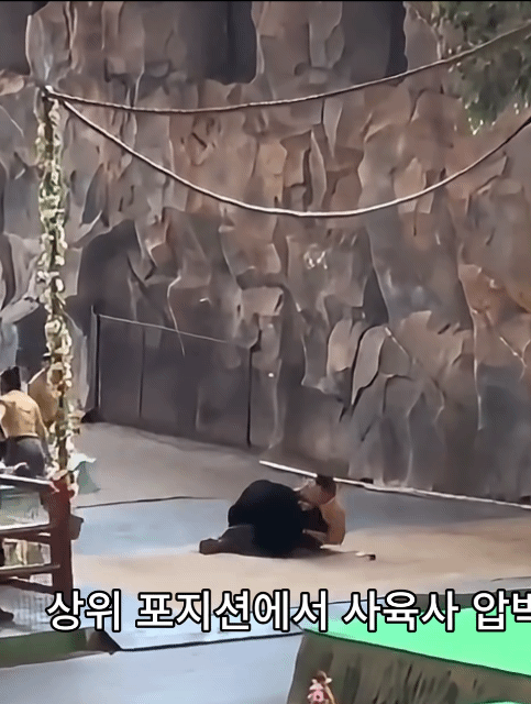 중국-항저우-동물원-흑곰-공연중-곰의-공격-3-이미지