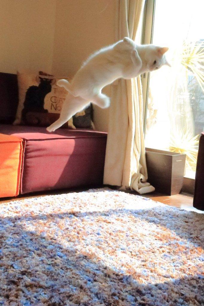 발레하는-고양이.jpg-8-이미지