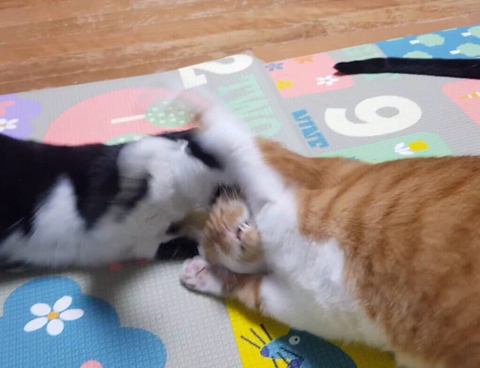 엄마-빼고-다-패는-깡패-고양이가-집사를-볼-때-7-이미지