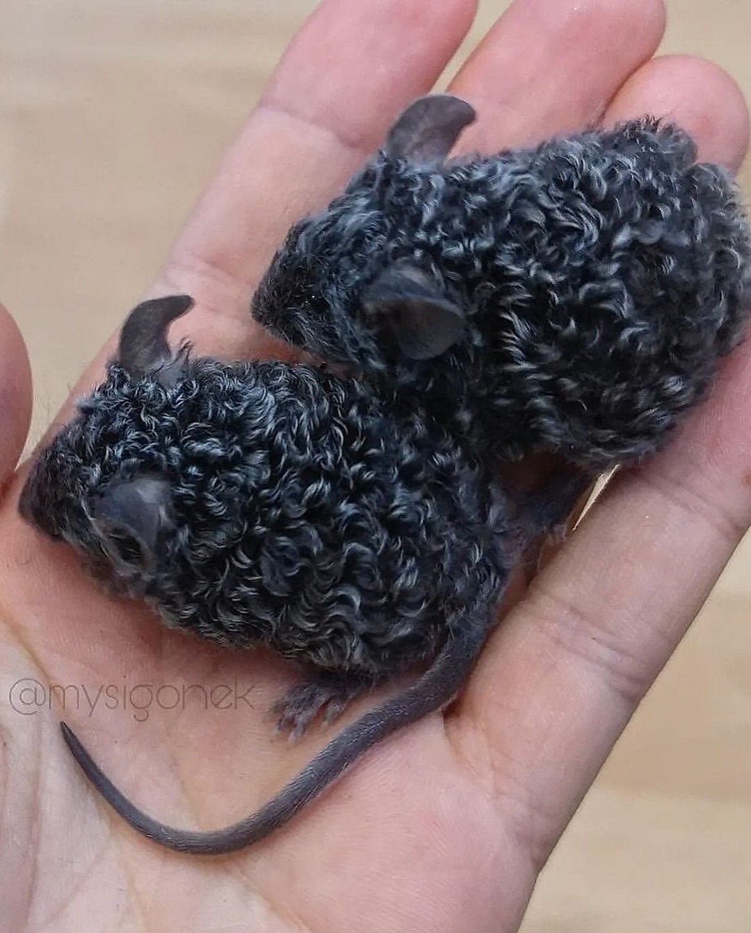 돌연변이-유전자로-생긴-곱슬-생쥐...jpg-4-이미지