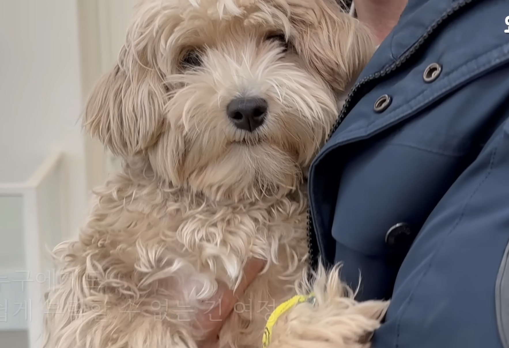 다리가-부러져-버려진-2살-강아지(해피엔딩)-1-이미지