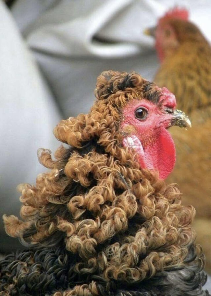 너무-귀여운-자연곱슬을-가진-동물들-4-이미지