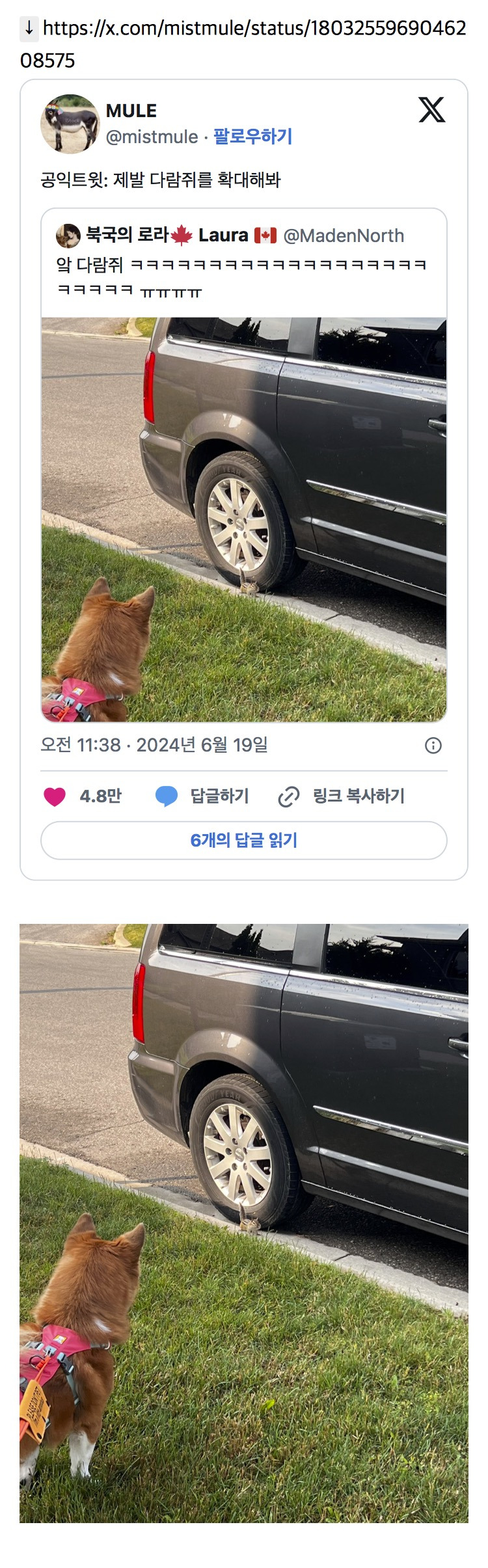 공익트윗:-제발-다람쥐를-확대해봐-0-이미지