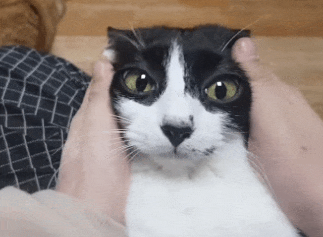 엄마-빼고-다-패는-깡패-고양이가-집사를-볼-때-6-이미지