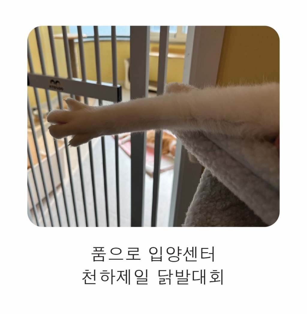 고양이보호협회에서-열린-천하제일-닭발대회-0-이미지