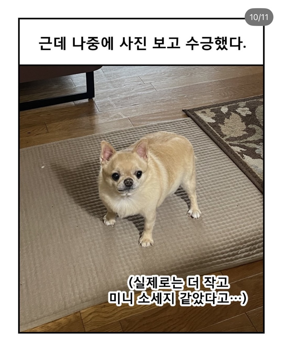 친구네-개가-나만-보면-짖은-이유-9-이미지