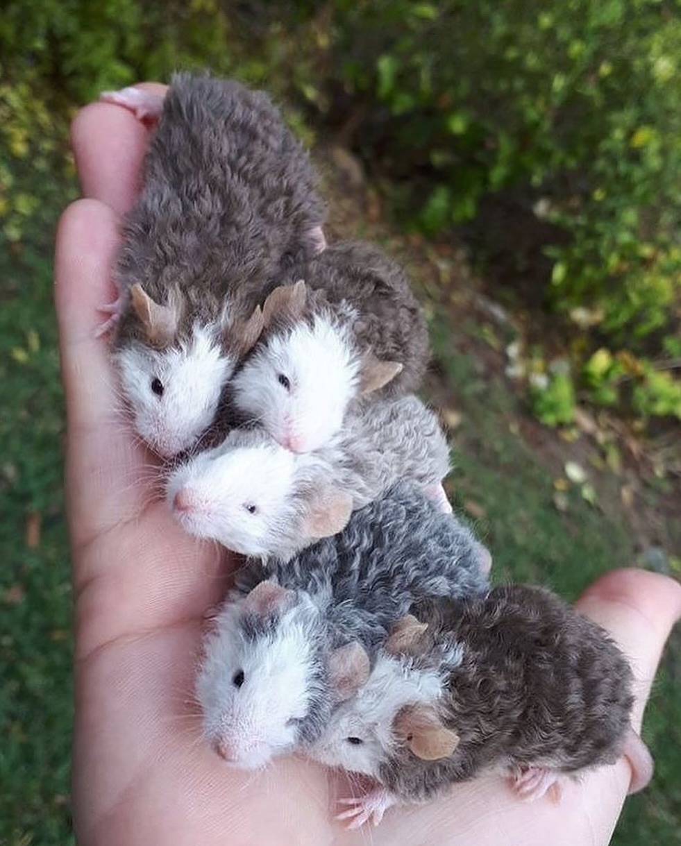 돌연변이-유전자로-생긴-곱슬-생쥐...jpg-3-이미지