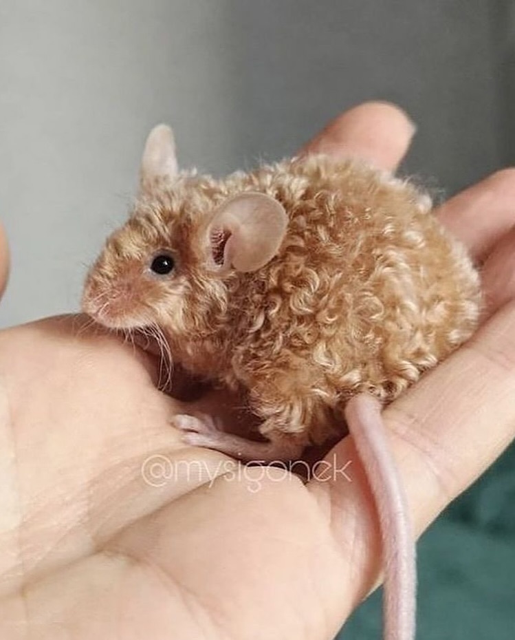 돌연변이-유전자로-생긴-곱슬-생쥐...jpg-2-이미지