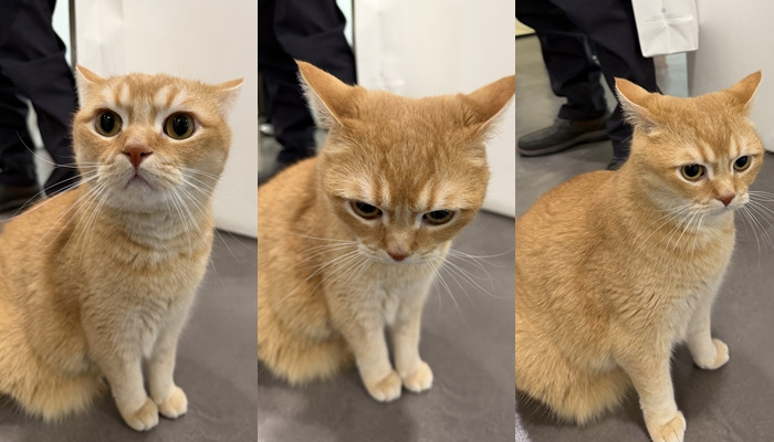 기자들-불러서-고양이-자랑한-제약사-대표-0-이미지