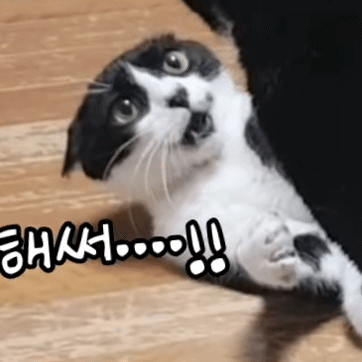 엄마-빼고-다-패는-깡패-고양이가-집사를-볼-때-11-이미지