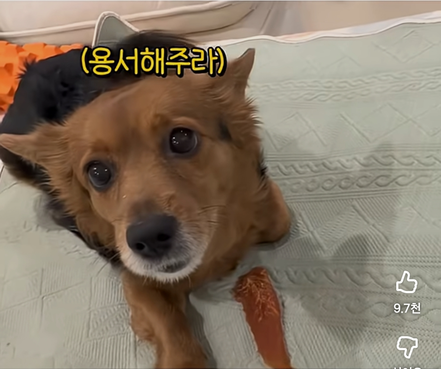 8년만에-처음-화낸-댕댕이-0-이미지