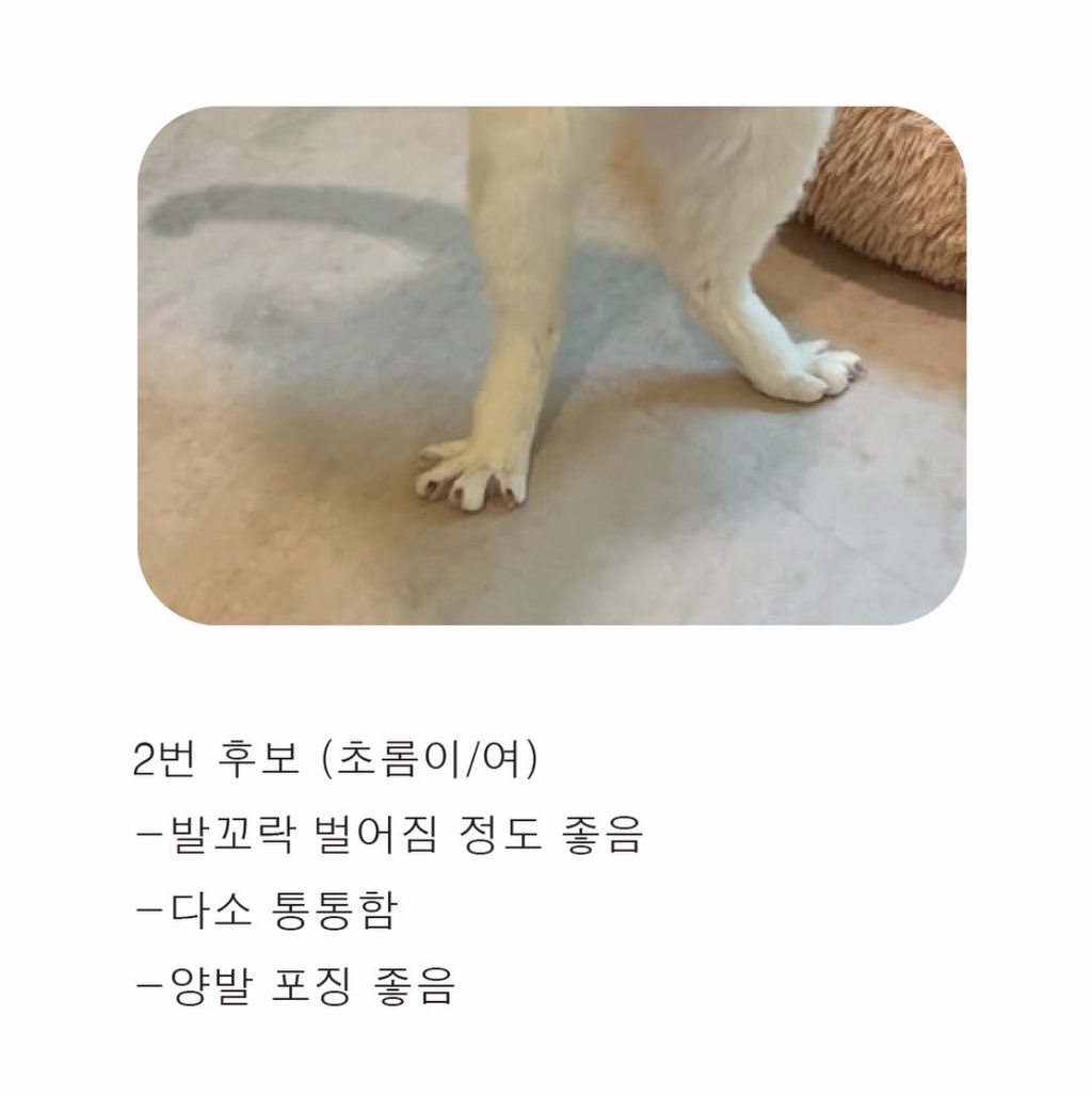 고양이보호협회에서-열린-천하제일-닭발대회-3-이미지