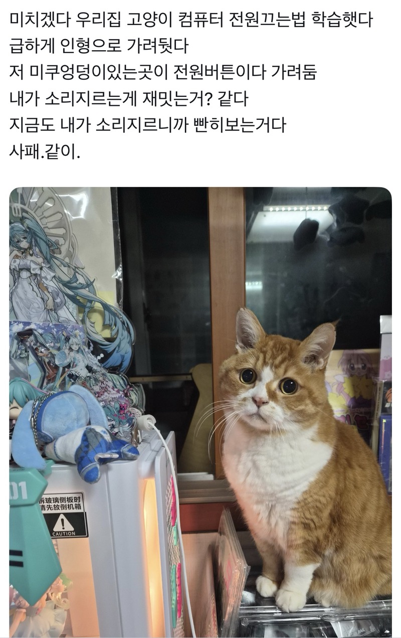 미치겠다-우리집-고양이-컴퓨터-전원끄는법-학습햇다-1-이미지