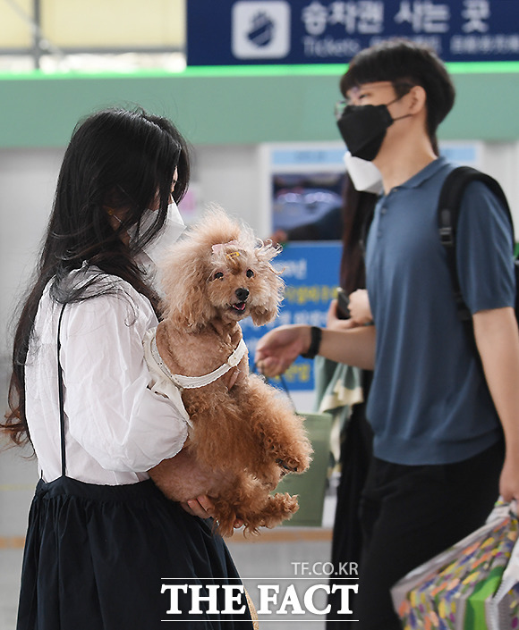 설-쇠러-할머니댁-가는-K-강아지들🐶-8-이미지