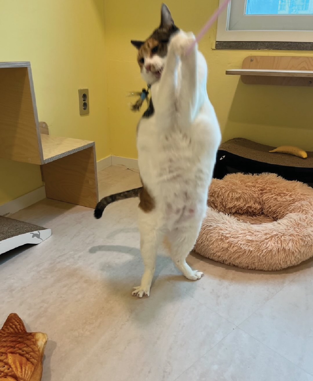 고양이보호협회에서-열린-천하제일-닭발대회-4-이미지