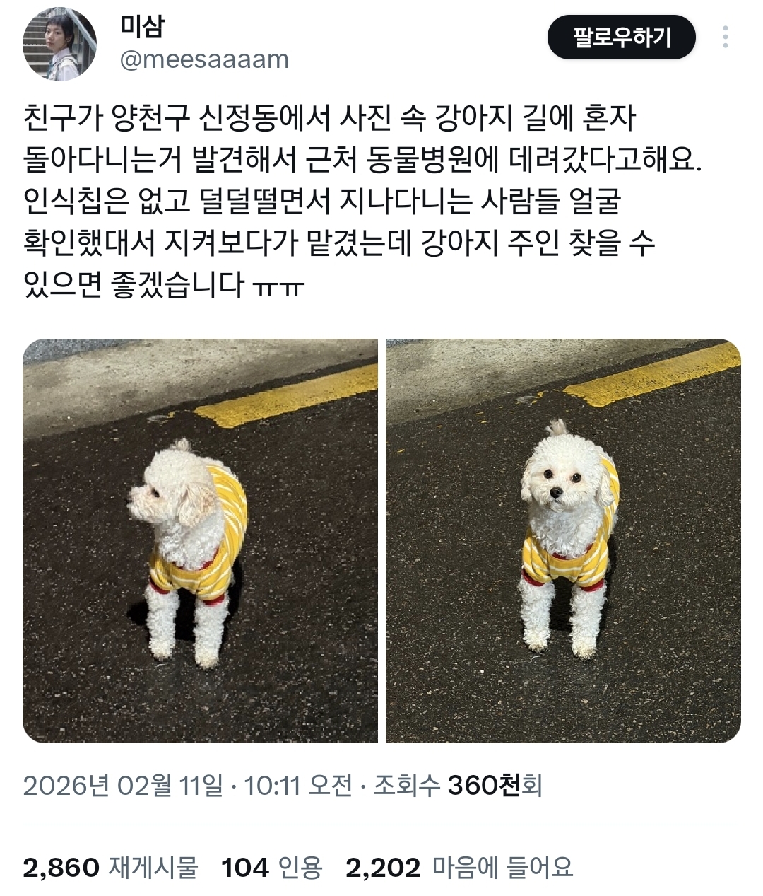 양천구-신정동-관리-잘-된-푸들-잃어버리신-분-빨리-찾아가야할듯.twt-(+)주인-찾음-0-이미지