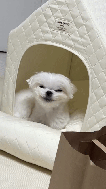 자고-일어났더니-음흉해진-강아지-ㅋㅋㅋ.gif-0-이미지