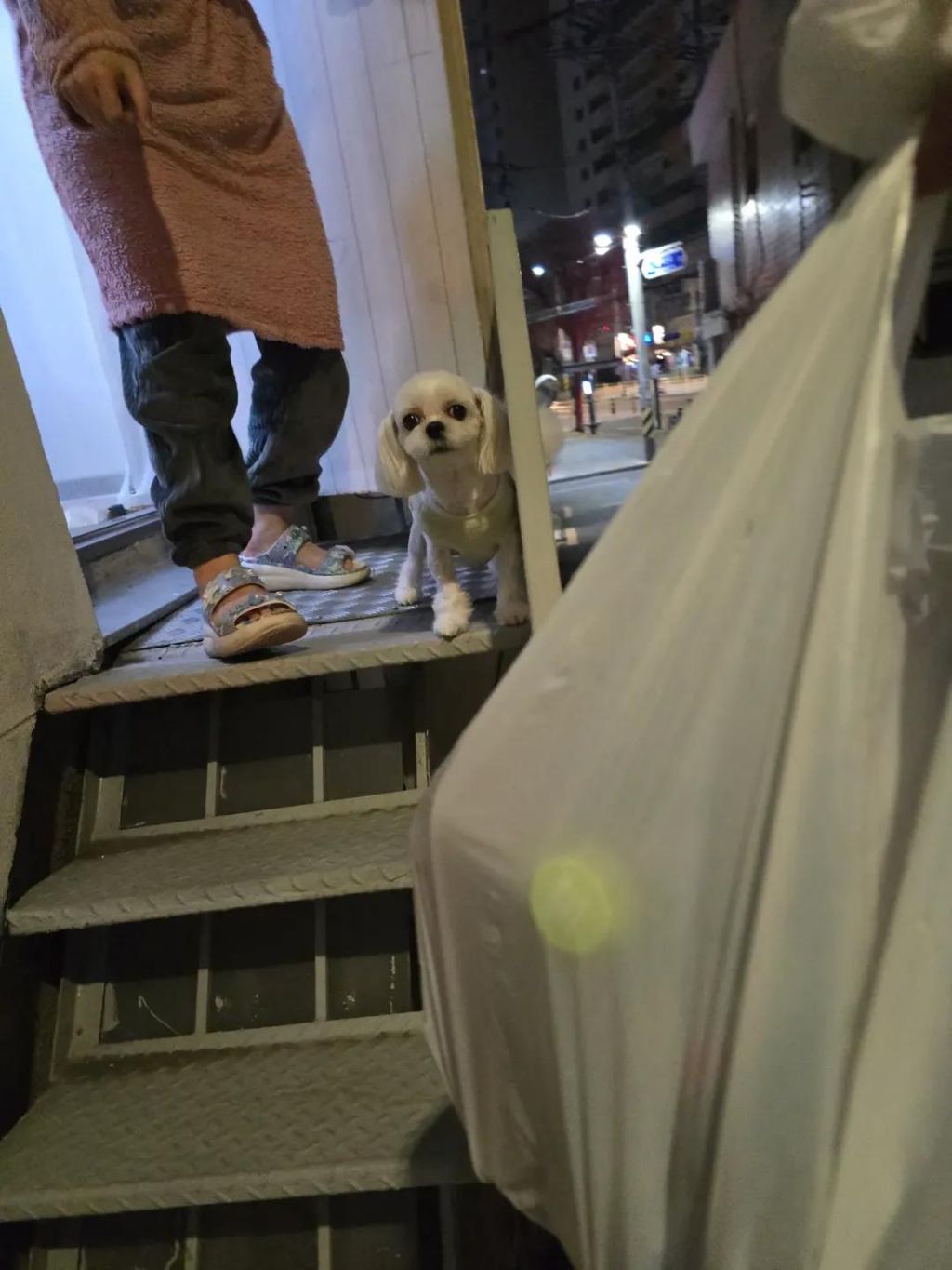 배달요청사항:-사람-좋아하는-말티즈가-마중나가용-2-이미지