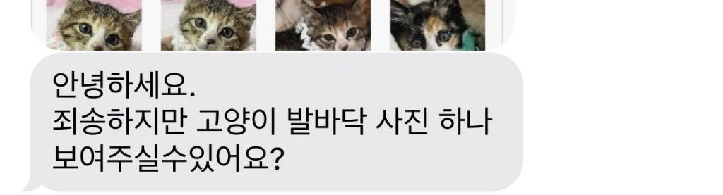 입양-글-올릴때마다-계속-연락와서-0-이미지