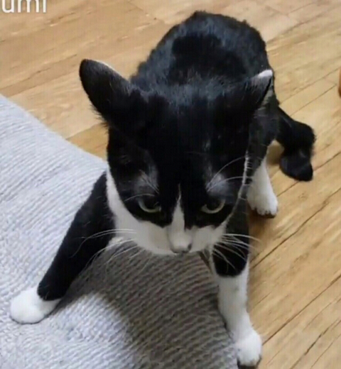 엄마-빼고-다-패는-깡패-고양이가-집사를-볼-때-3-이미지