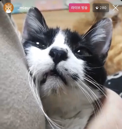 엄마-빼고-다-패는-깡패-고양이가-집사를-볼-때-10-이미지