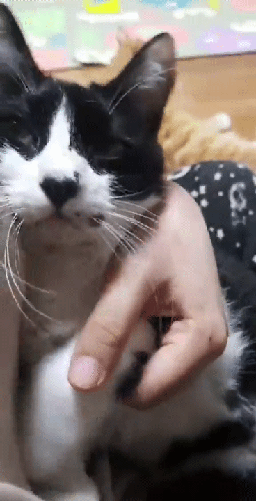 엄마-빼고-다-패는-깡패-고양이가-집사를-볼-때-0-이미지