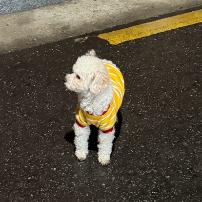 양천구-신정동-관리-잘-된-푸들-잃어버리신-분-빨리-찾아가야할듯.twt-(+)주인-찾음-1-이미지