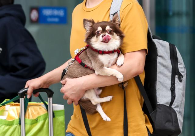 설-쇠러-할머니댁-가는-K-강아지들🐶-10-이미지