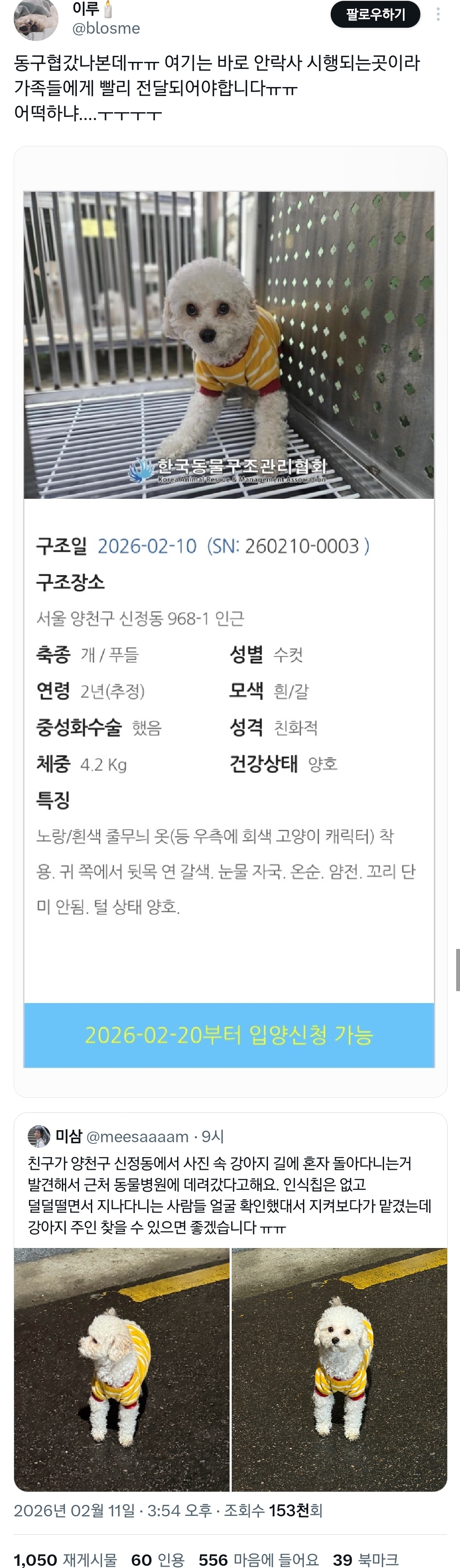 양천구-신정동-관리-잘-된-푸들-잃어버리신-분-빨리-찾아가야할듯.twt-(+)주인-찾음-3-이미지