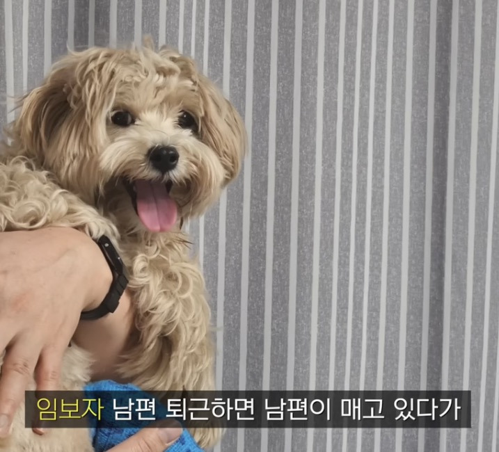 다리가-부러져-버려진-2살-강아지(해피엔딩)-0-이미지