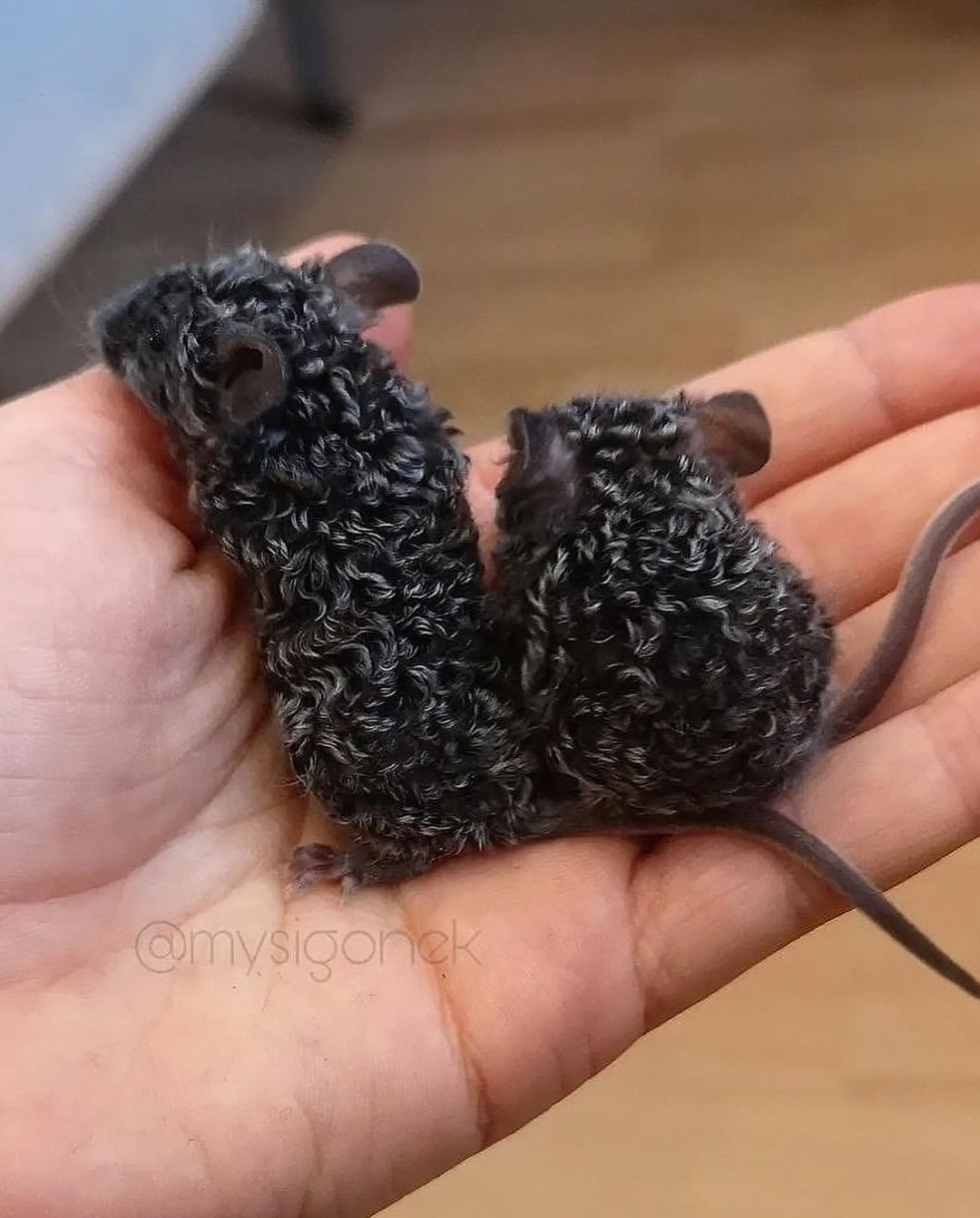 돌연변이-유전자로-생긴-곱슬-생쥐...jpg-0-이미지