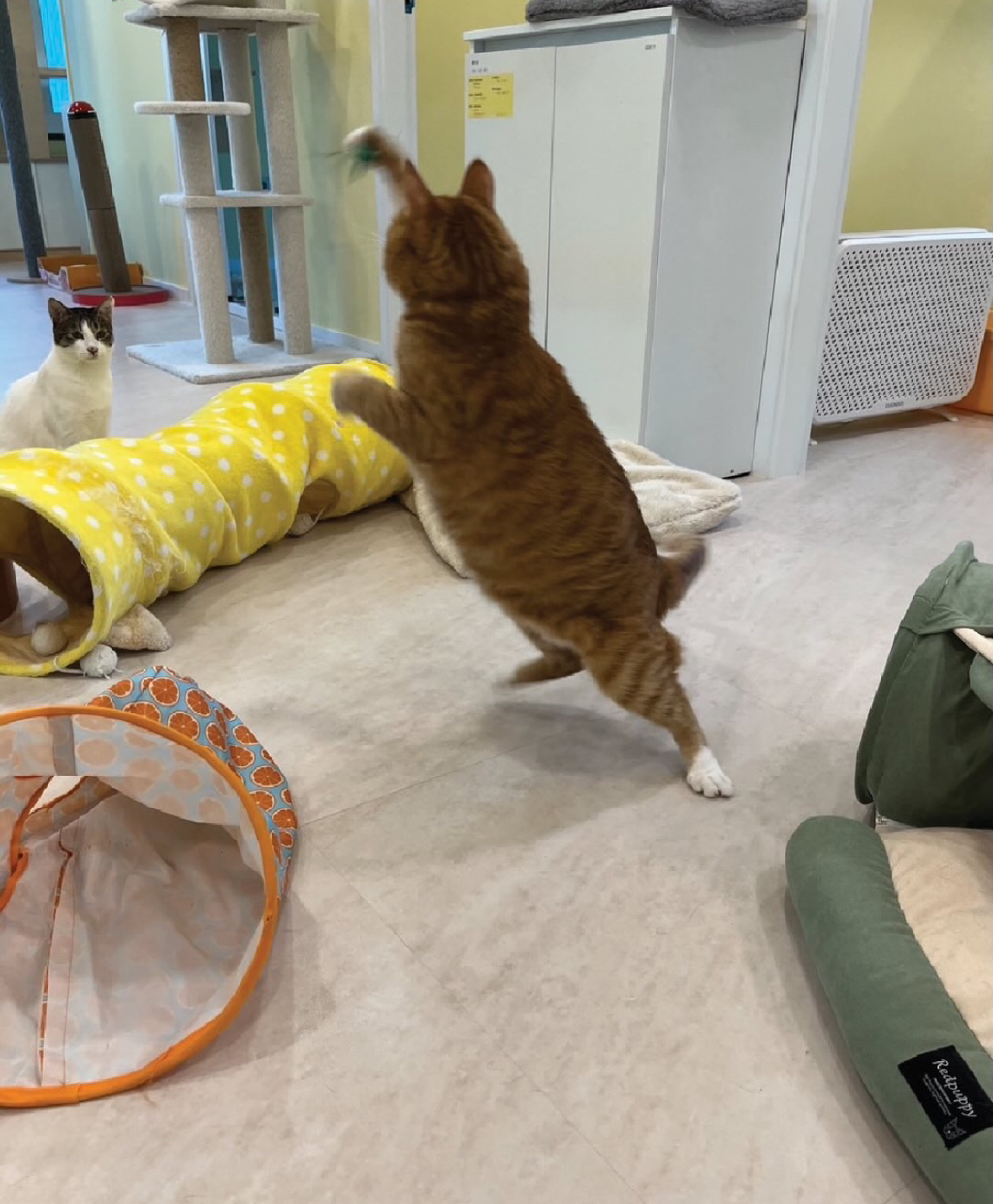 고양이보호협회에서-열린-천하제일-닭발대회-2-이미지