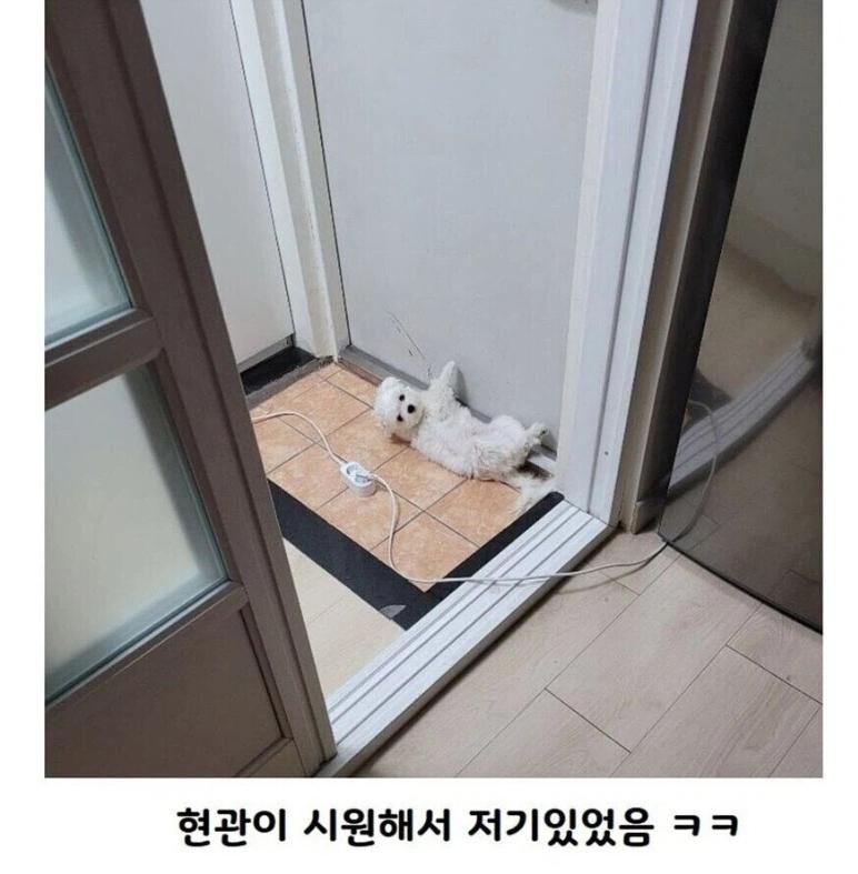 보일러-틀었더니-강아지-사라짐-2-이미지