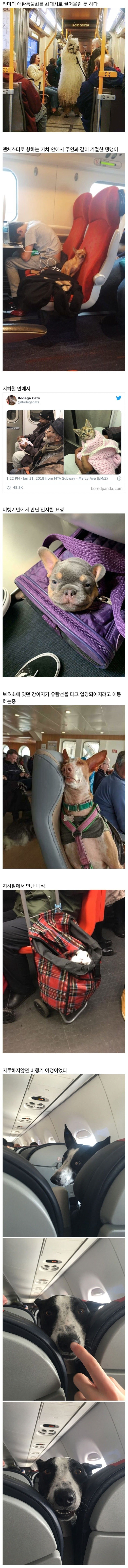 대중교통-안에서-만난-특이한-승객들-1-이미지