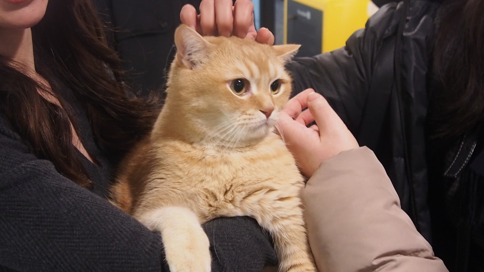 기자들-불러서-고양이-자랑한-제약사-대표-6-이미지