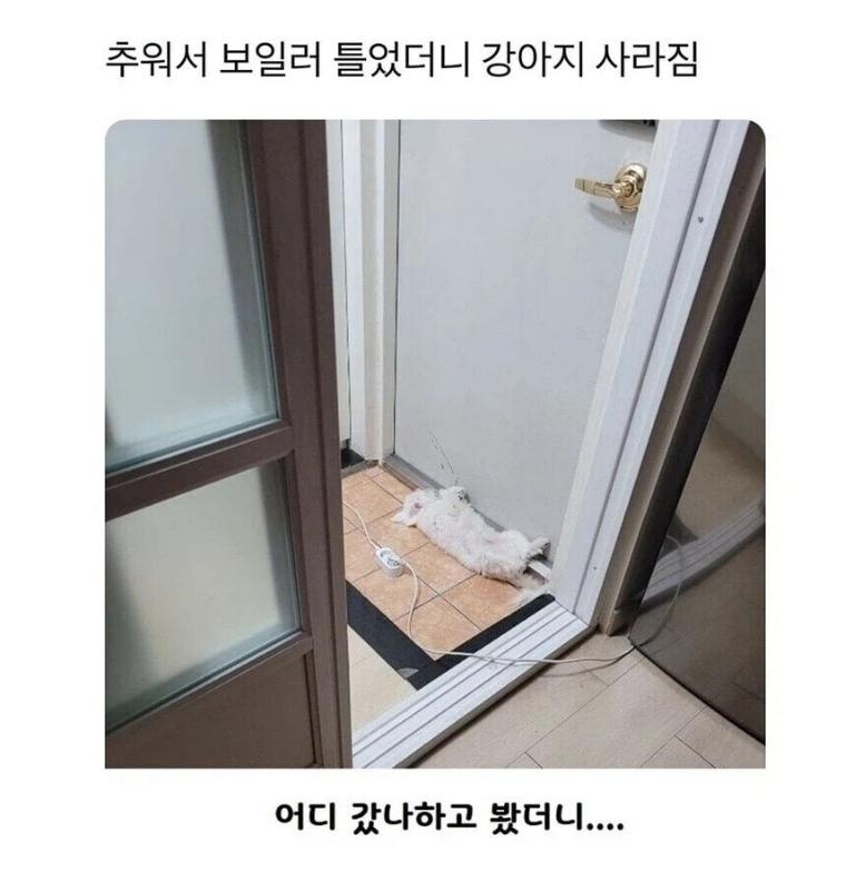 보일러-틀었더니-강아지-사라짐-1-이미지