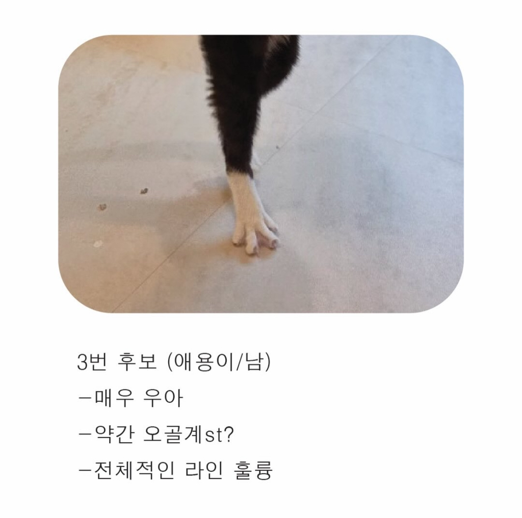 고양이보호협회에서-열린-천하제일-닭발대회-5-이미지