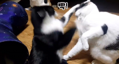 엄마-빼고-다-패는-깡패-고양이가-집사를-볼-때-9-이미지