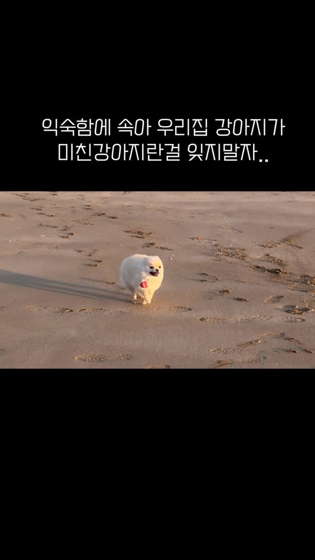 익숙함에-속아-우리집-강아지가-미친-강아지라는-걸-잊지-말자-0-이미지